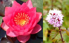 aquatic water flowering plants