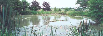 plated out lake with lilies and reeds